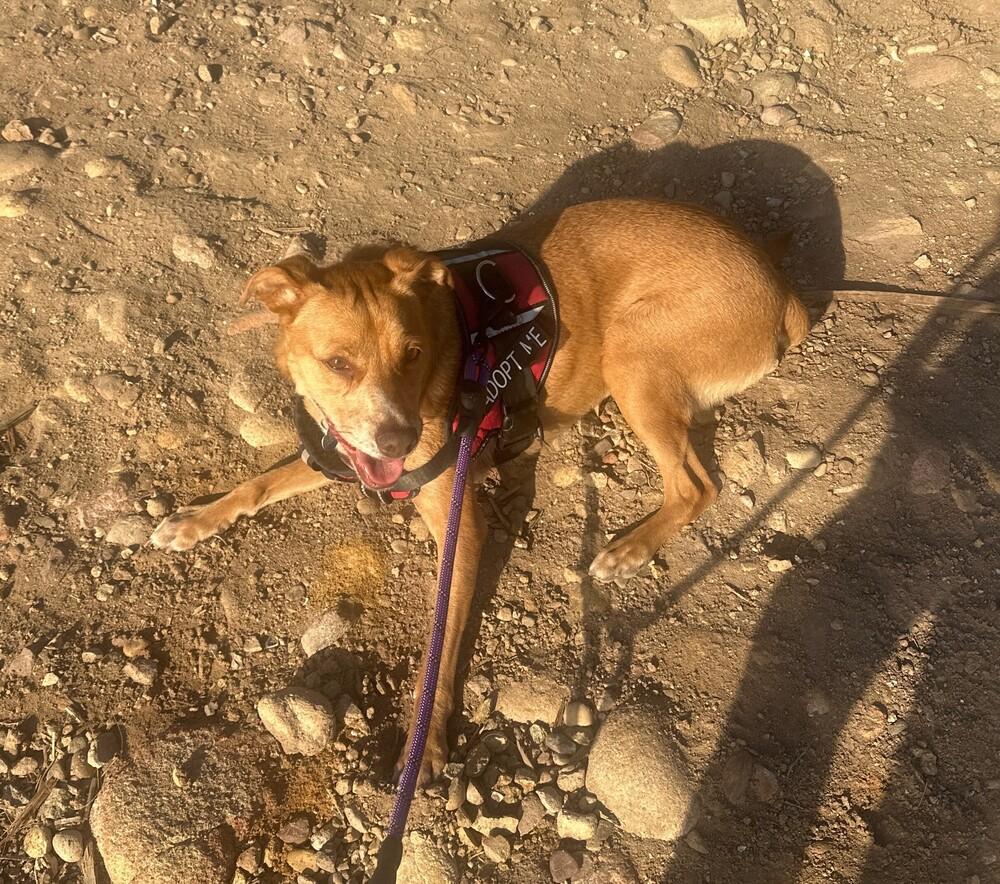 Laramie, a Adoptable mixed breed in Bonita, CA image 3/6