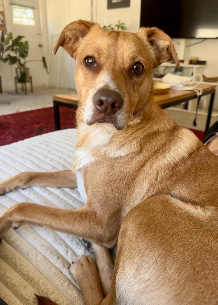 Enlarge Laramie, a Adoptable mixed breed in Bonita, CA image 3/6