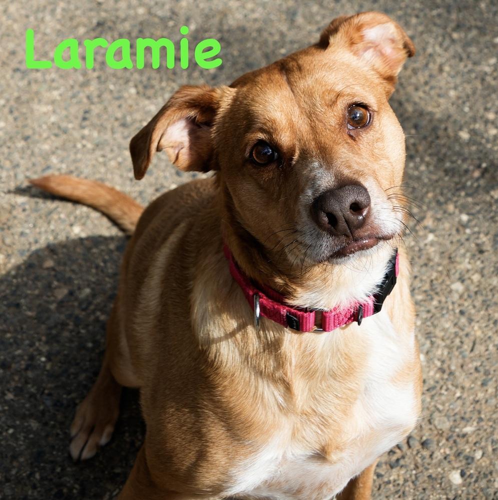 Laramie, a Adoptable mixed breed in Bonita, CA image 4/4