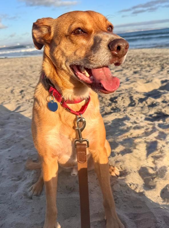 Enlarge Laramie, a Adoptable mixed breed in Bonita, CA image 5/6