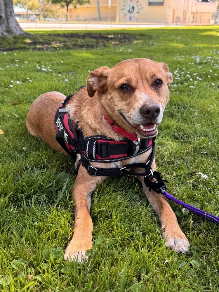 Enlarge Laramie, a Adoptable mixed breed in Bonita, CA image 6/6
