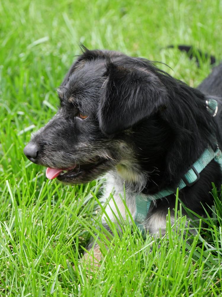 Dumbo, Adoptable, Adult Male Dachshund & Schnauzer.