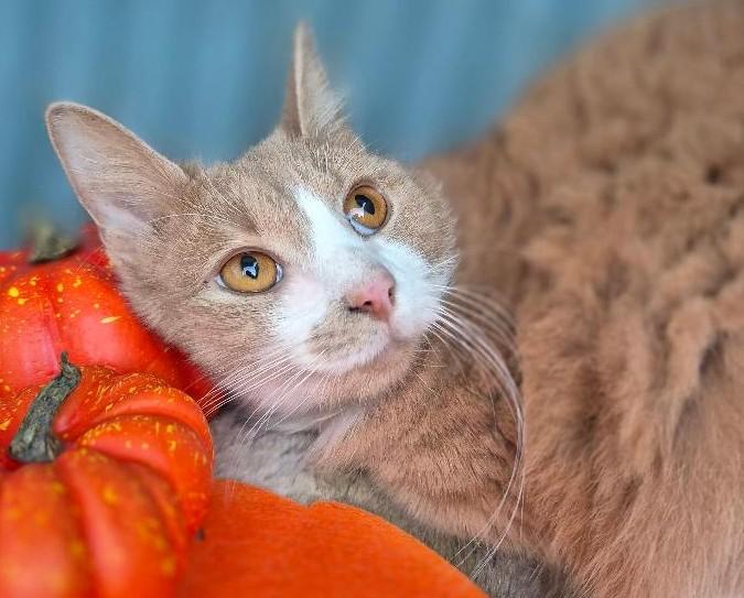 Enlarge Remedy, a Adoptable Domestic Long Hair in Ocean Springs, MS image 2/3