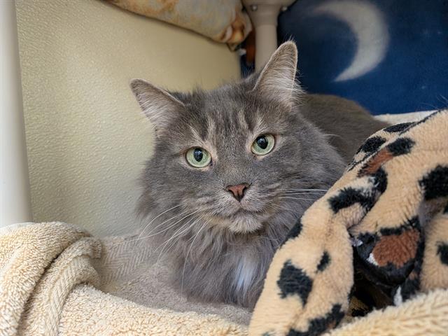 LIL SISTER, Adoptable, Adult Female Domestic Long Hair.
