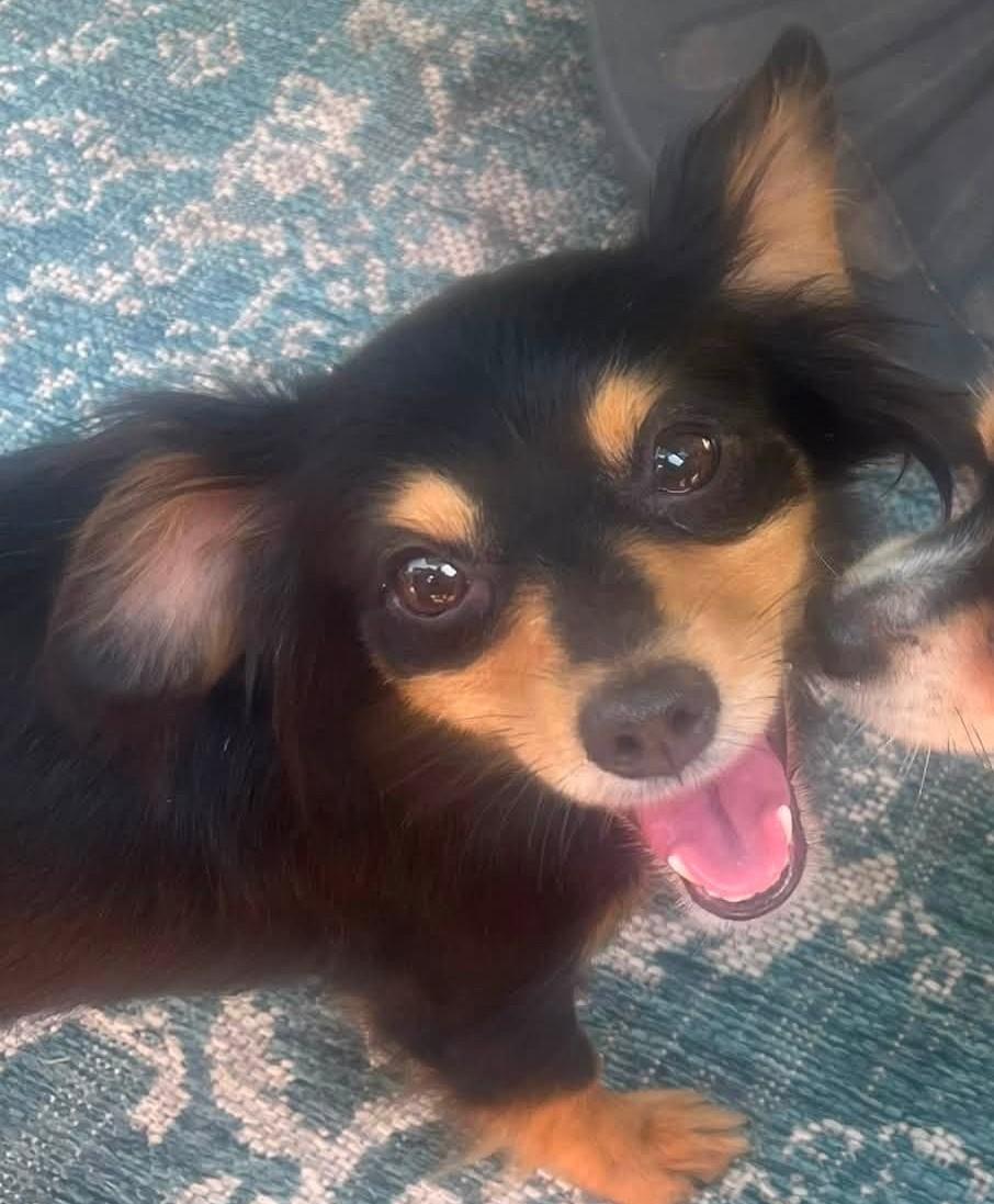 Franny, Adoptable, Adult Female Chihuahua.