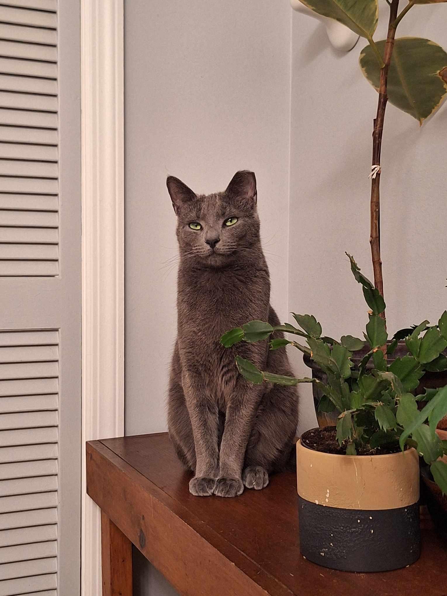 Slate+Jasper (bonded pair), a Adoptable mixed breed in BUTLER, PA image 4/5