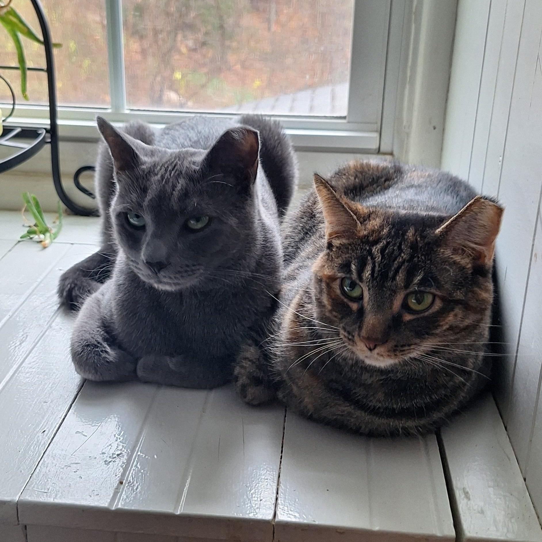 Slate+Jasper (bonded pair), a Adoptable mixed breed in BUTLER, PA image 1/5