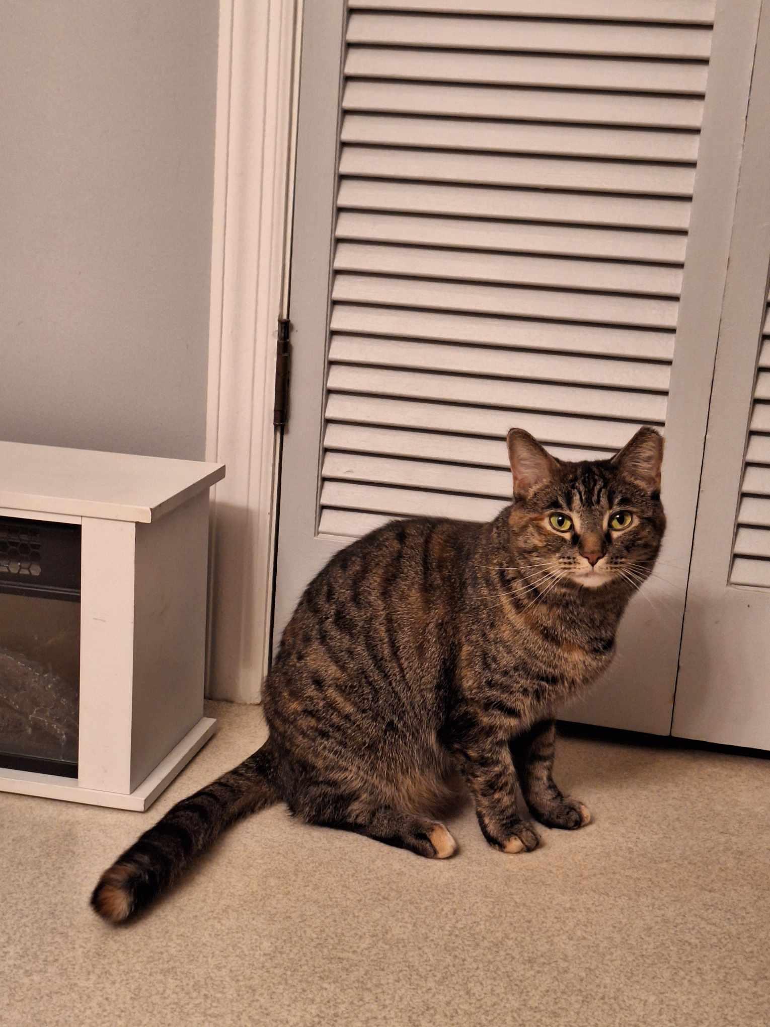 Slate+Jasper (bonded pair), a Adoptable mixed breed in BUTLER, PA image 5/5