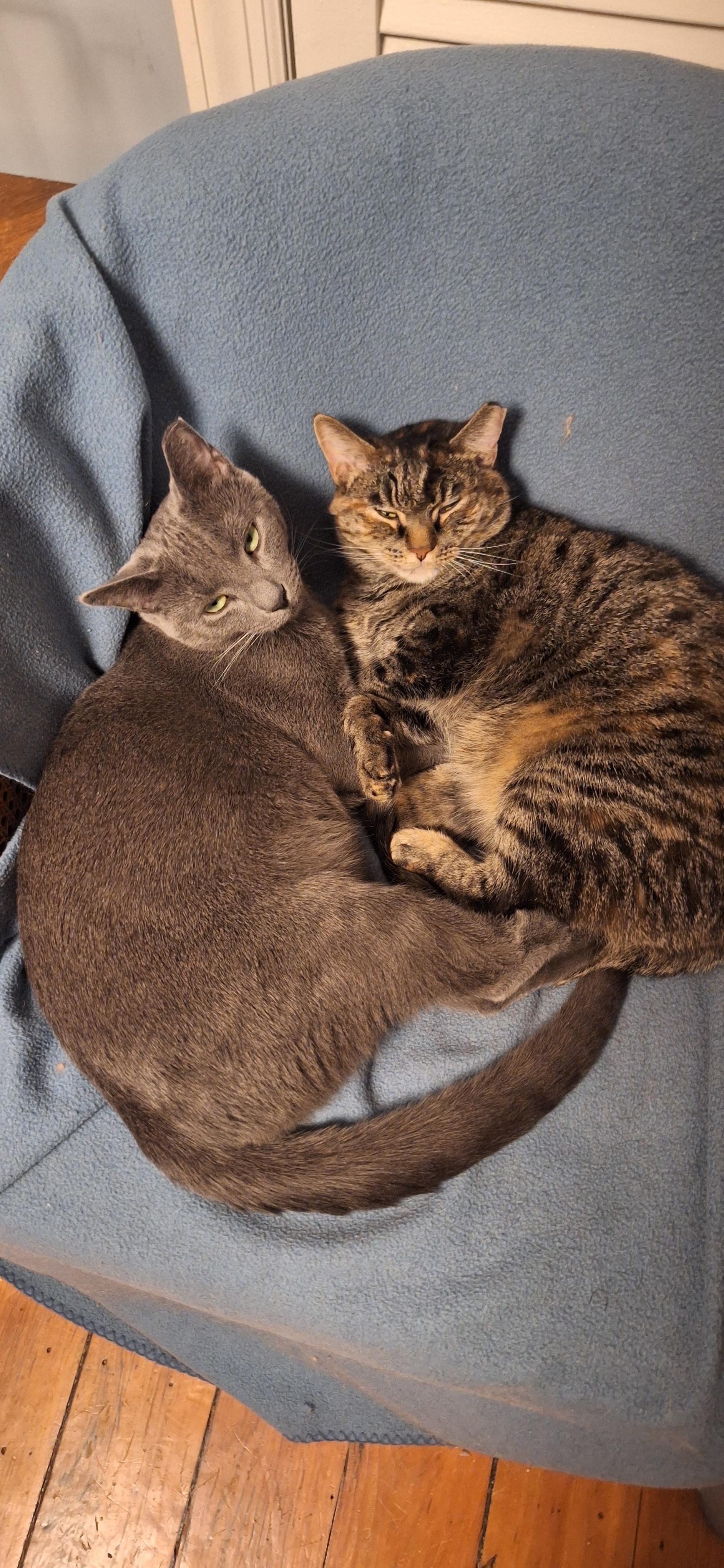 Slate+Jasper (bonded pair), a Adoptable mixed breed in BUTLER, PA image 2/5