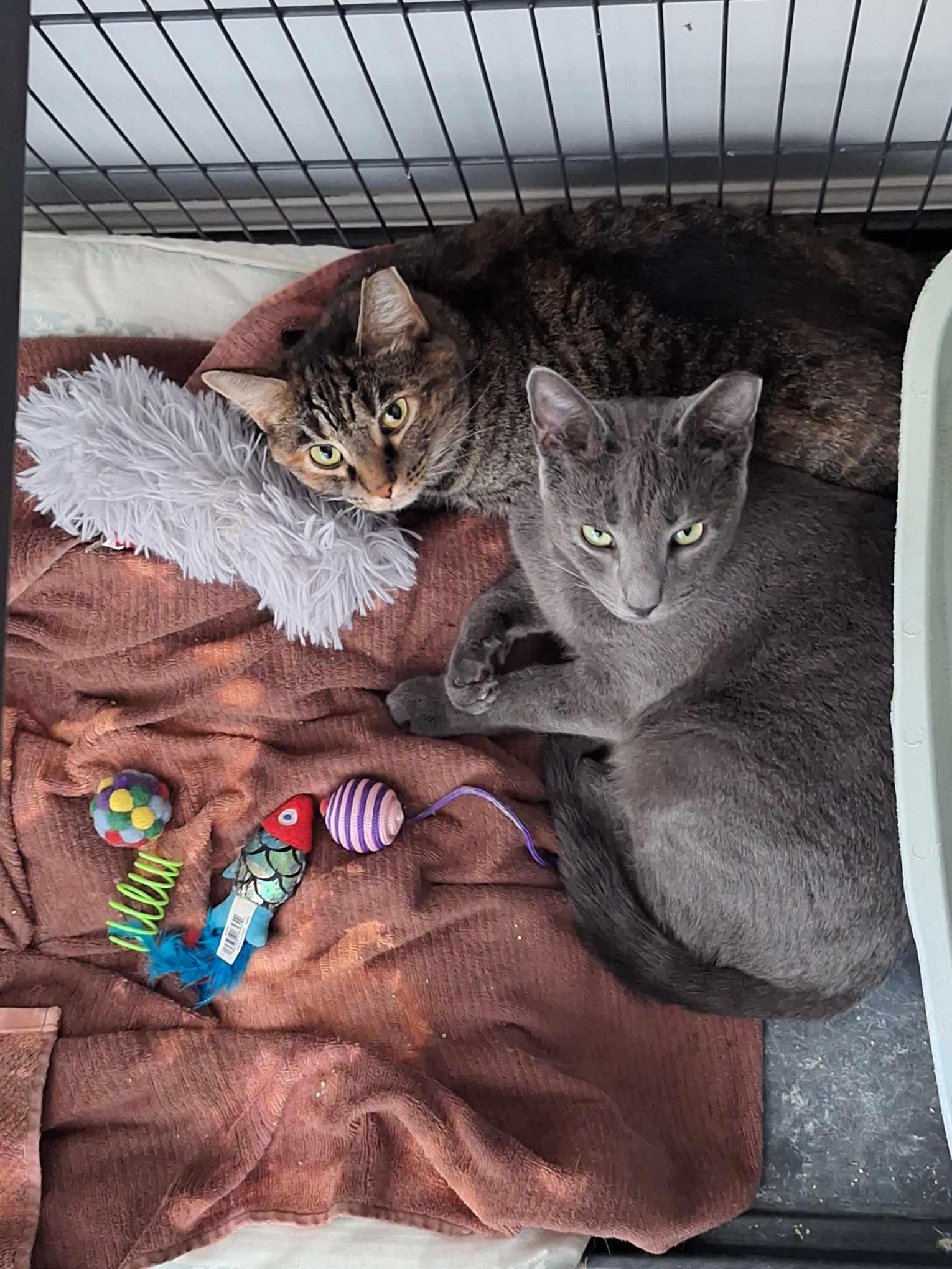 Slate+Jasper (bonded pair), a Adoptable mixed breed in BUTLER, PA image 3/5