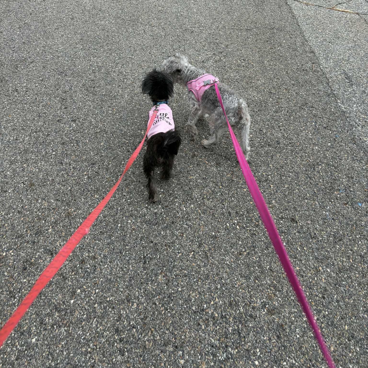 Enlarge Evelyn, a Adoptable mixed breed in Griswold, CT image 6/6