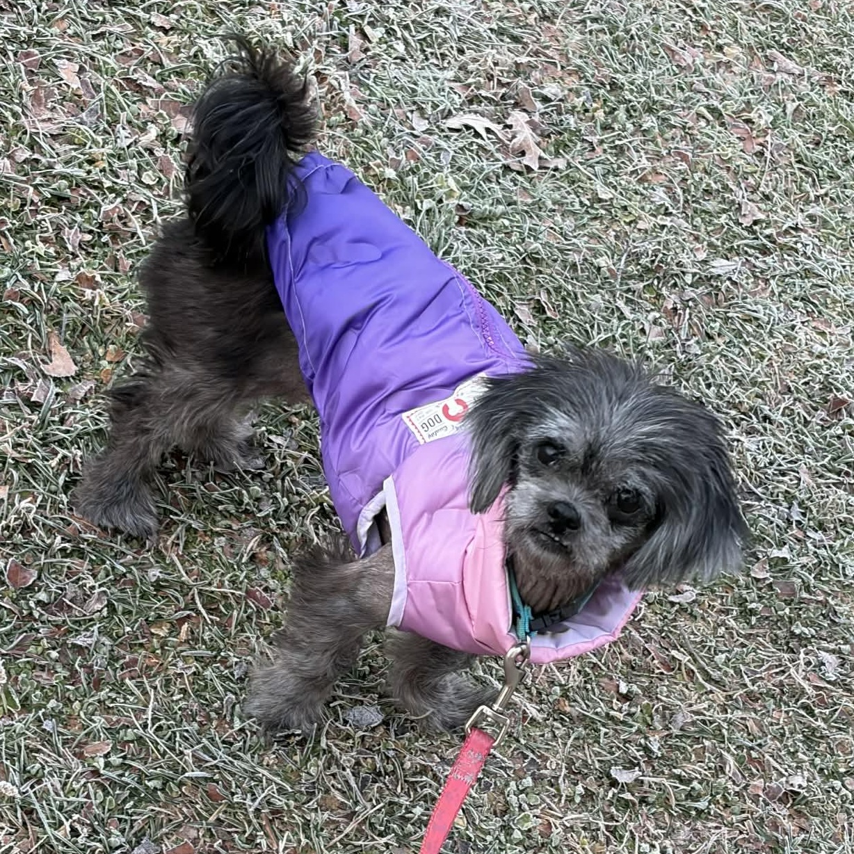 Evelyn, Adoptable, Adult Female Shih Tzu.