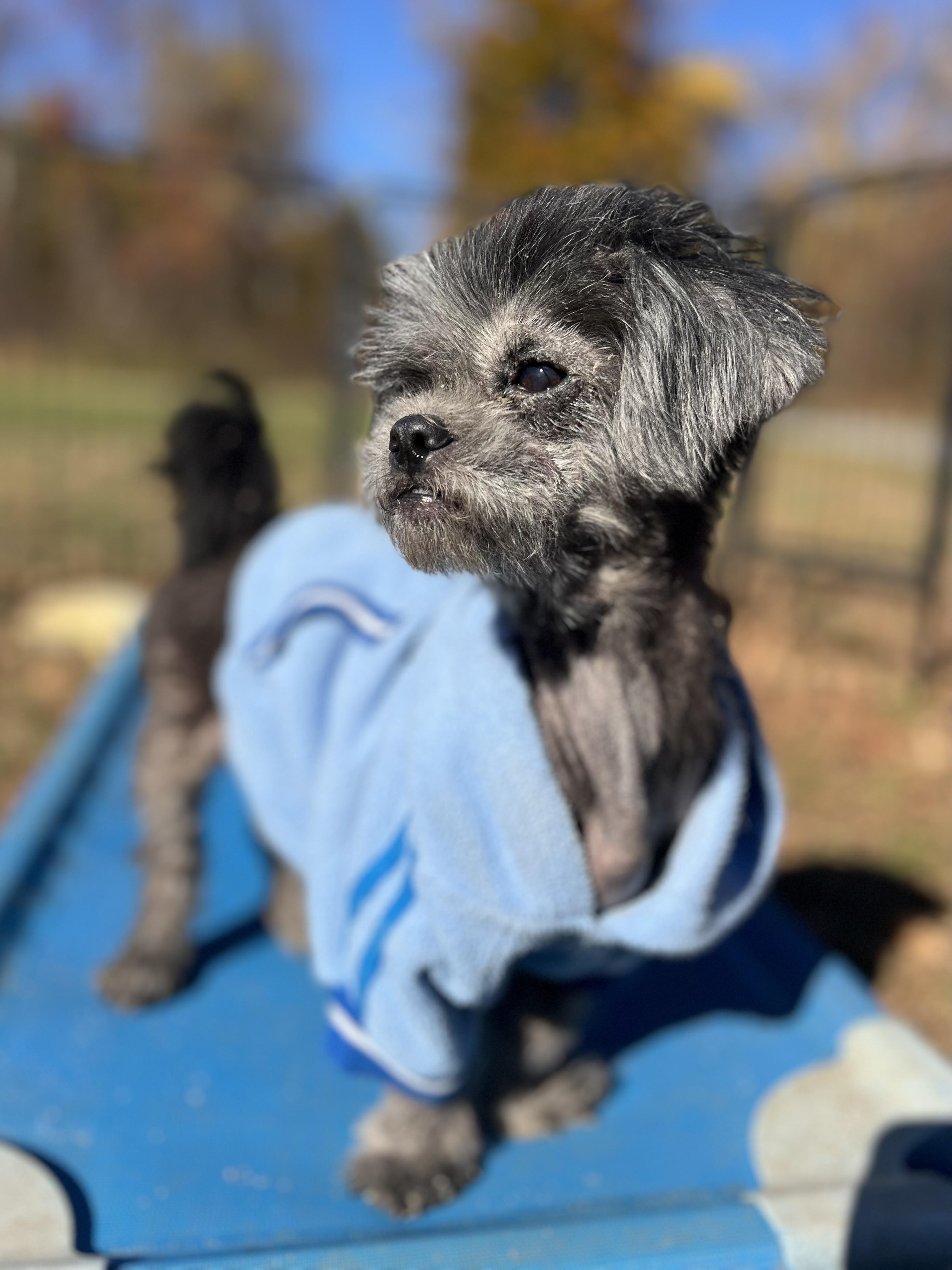 Evelyn, Adoptable, Adult Female Shih Tzu.