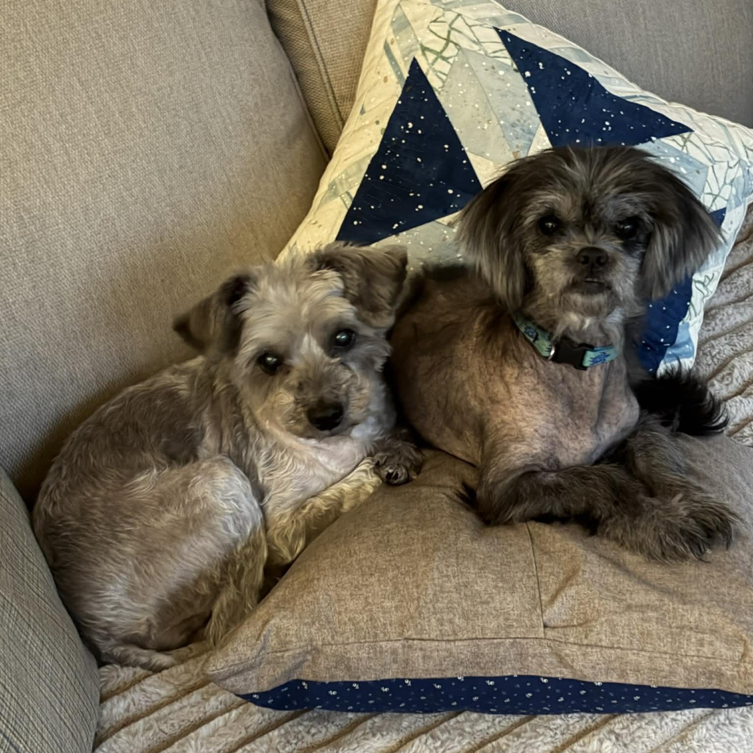 Enlarge Evelyn, a Adoptable mixed breed in Griswold, CT image 4/6