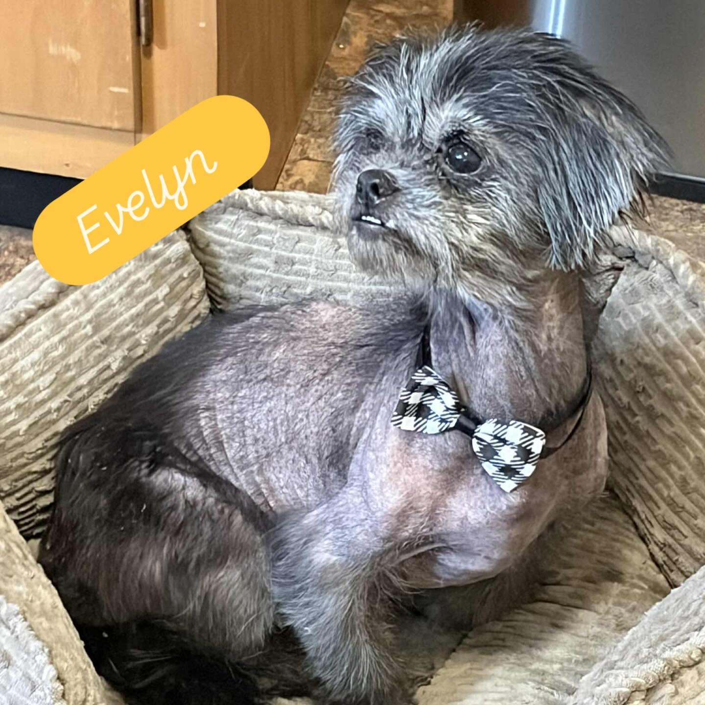 Evelyn, a Adoptable mixed breed in Griswold, CT image 2/6