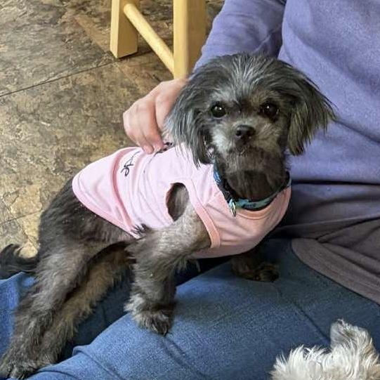 Enlarge Evelyn, a Adoptable mixed breed in Griswold, CT image 3/6