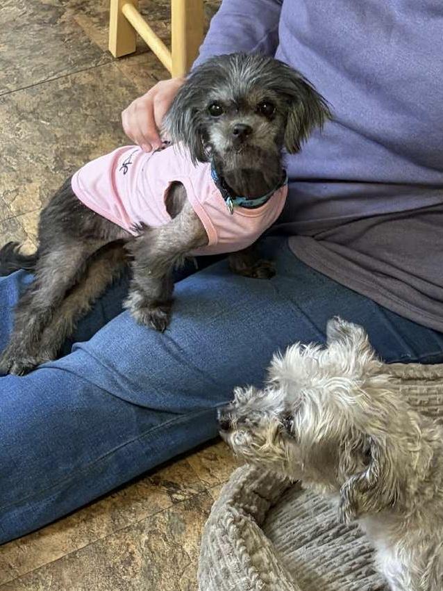 Evelyn, a Adoptable mixed breed in Griswold, CT image 3/6