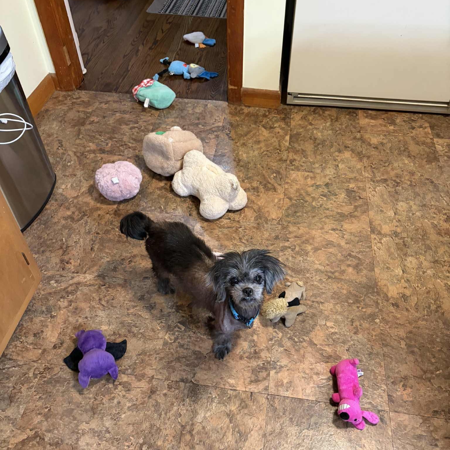 Enlarge Evelyn, a Adoptable mixed breed in Griswold, CT image 5/6