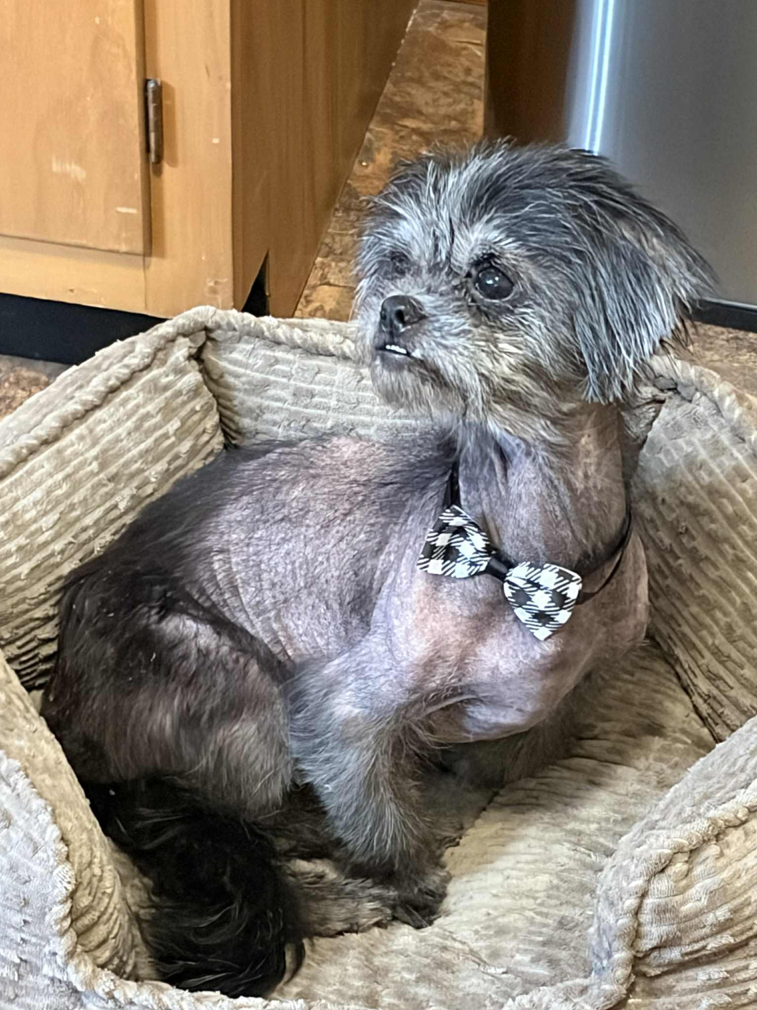 Evelyn, a Adoptable mixed breed in Griswold, CT image 6/6