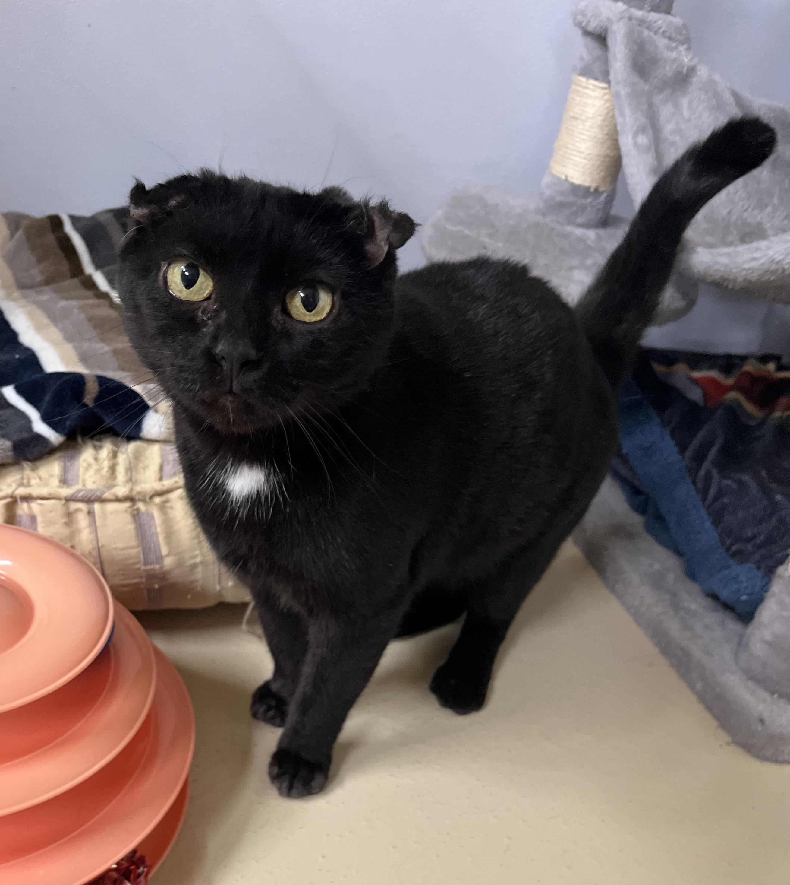 Junie Jamboree Joy, adoptable, Adult Female Domestic Short Hair.