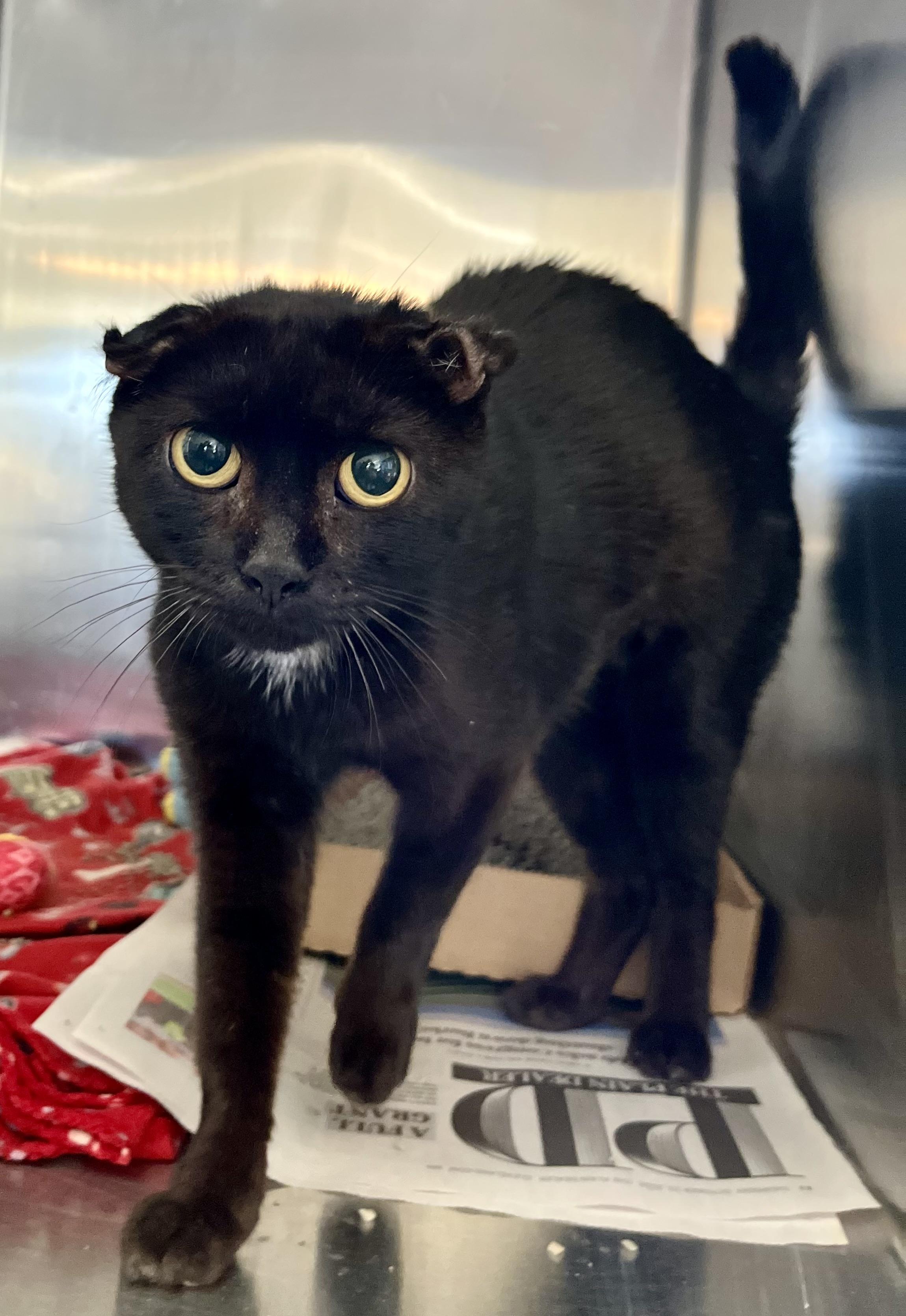 Junie Jamboree Joy, adoptable, Adult Female Domestic Short Hair.