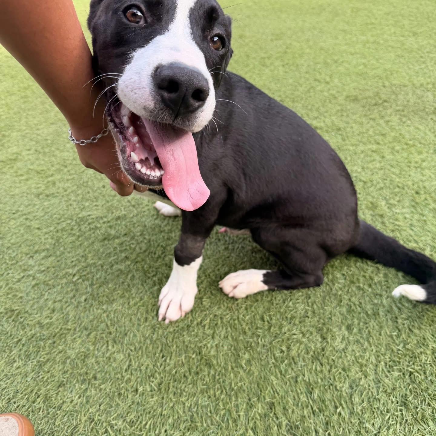 Toby, ADOPTABLE, Young Male Pit Bull Terrier.