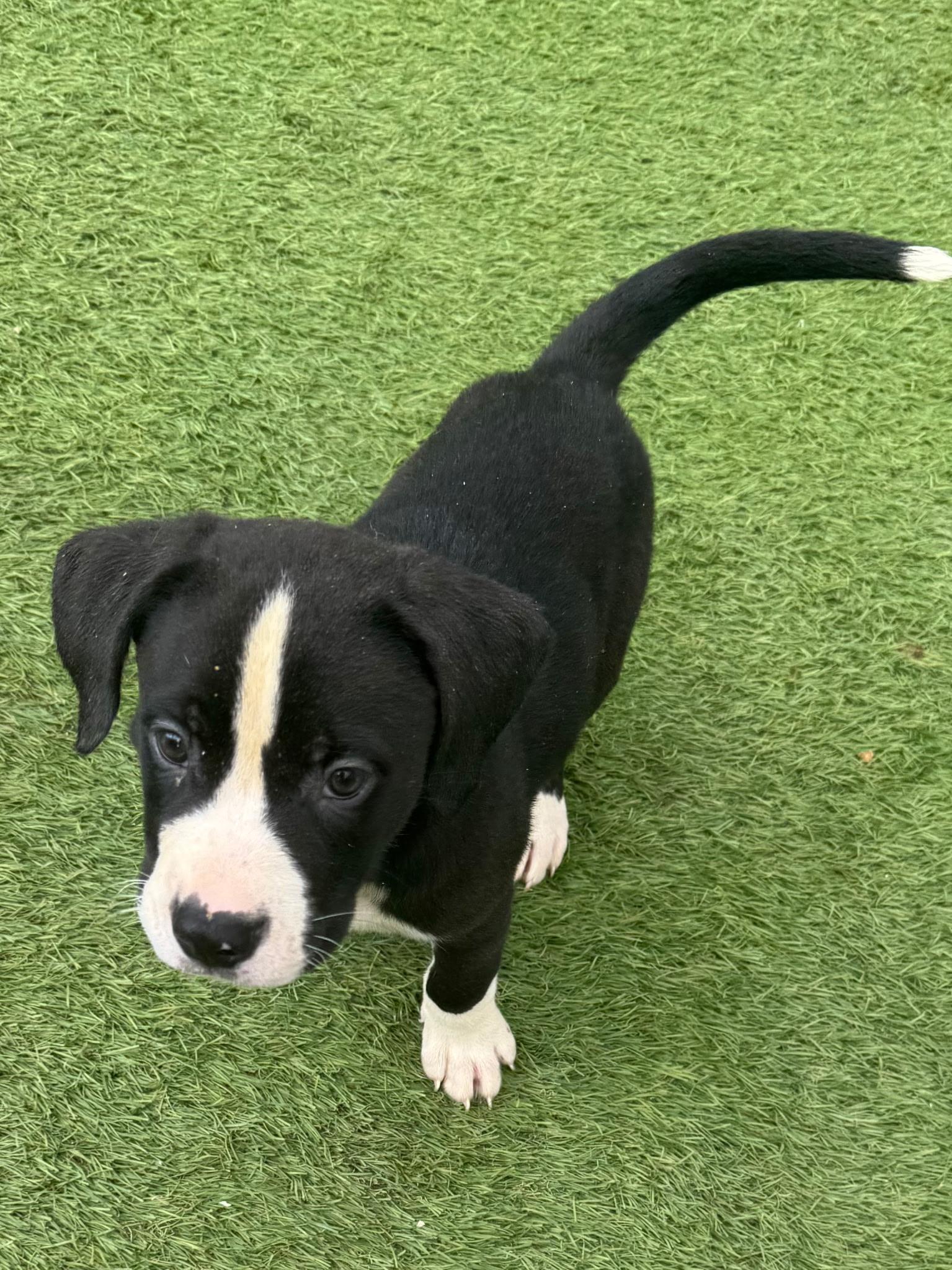Enlarge Toby, a ADOPTABLE Pit Bull Terrier in Whitestone, NY image 1/1
