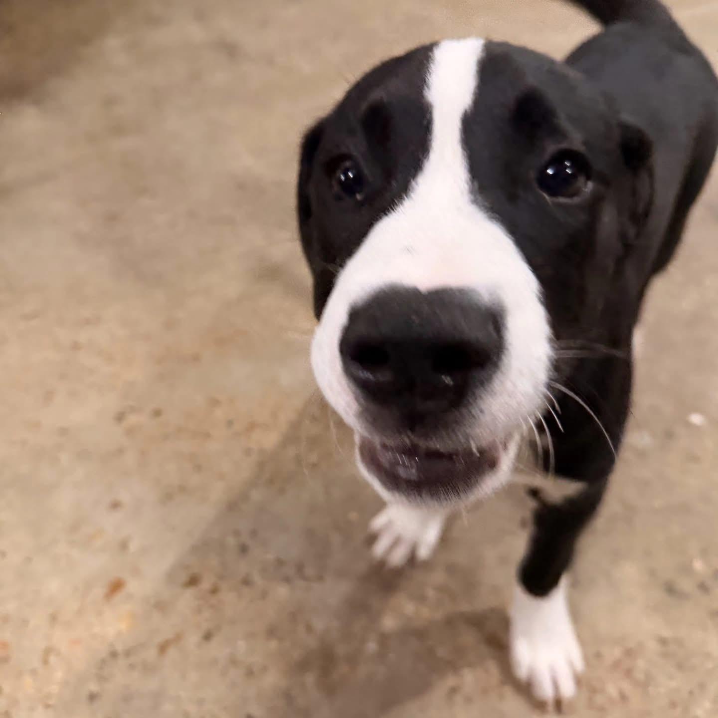 Enlarge Toby, a ADOPTABLE Pit Bull Terrier in Whitestone, NY image 3/3