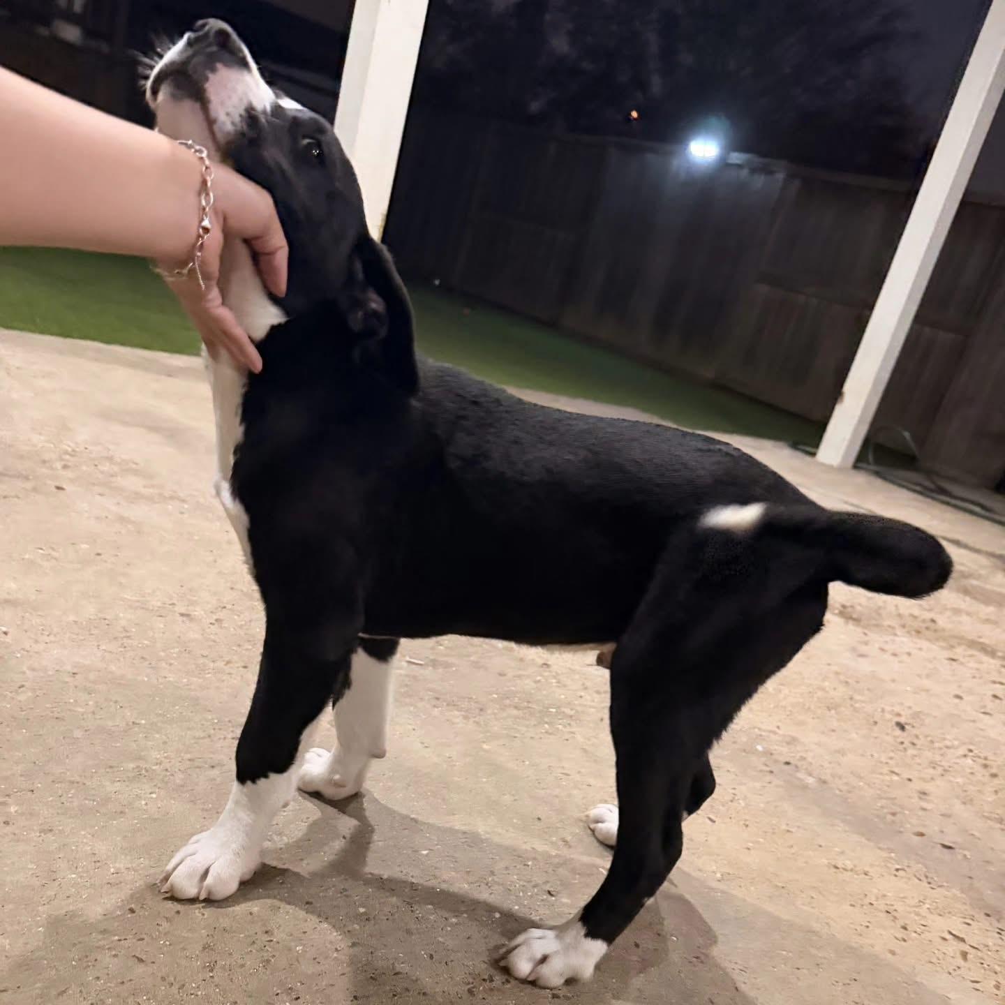 Enlarge Toby, a ADOPTABLE Pit Bull Terrier in Whitestone, NY image 2/3