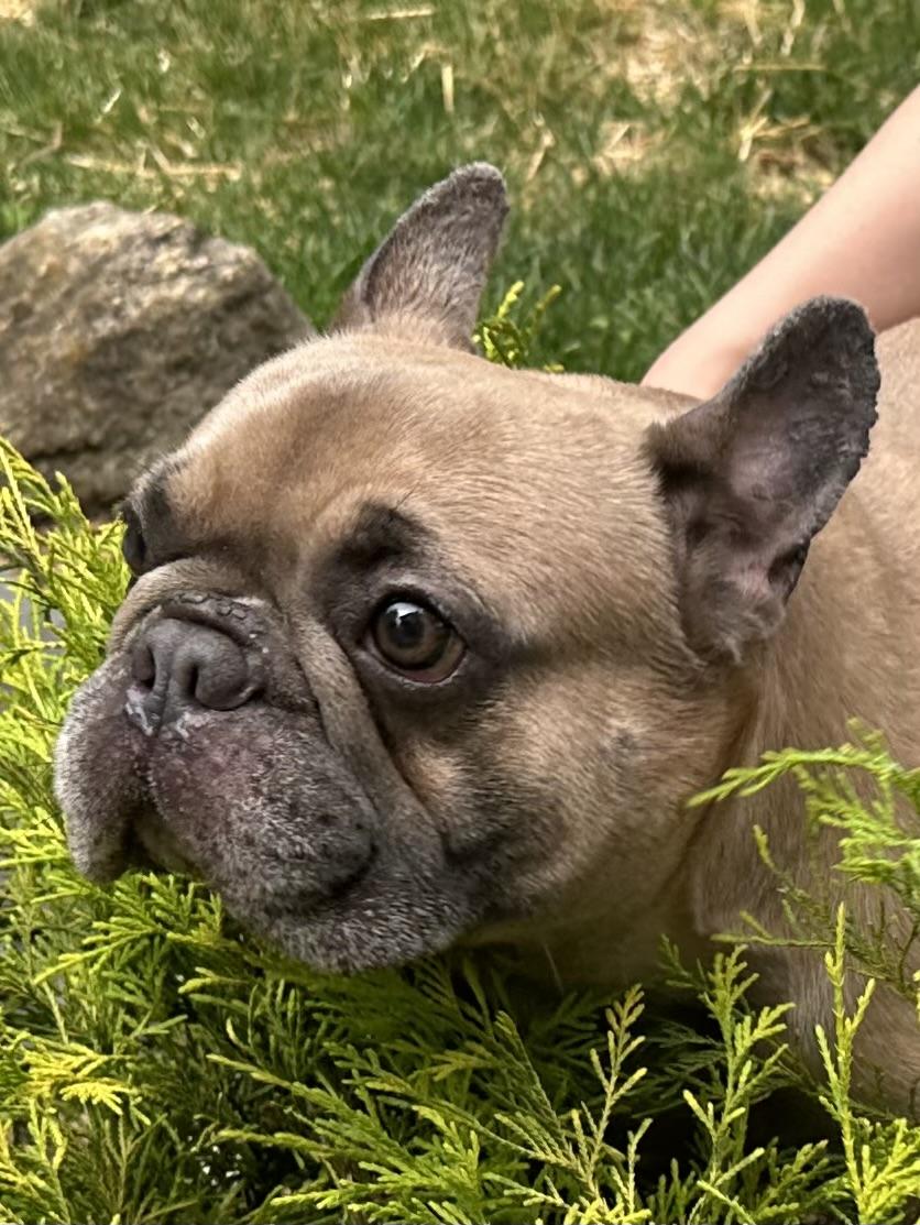 Maisie, a ADOPTABLE French Bulldog in Stamford, CT image 4/6