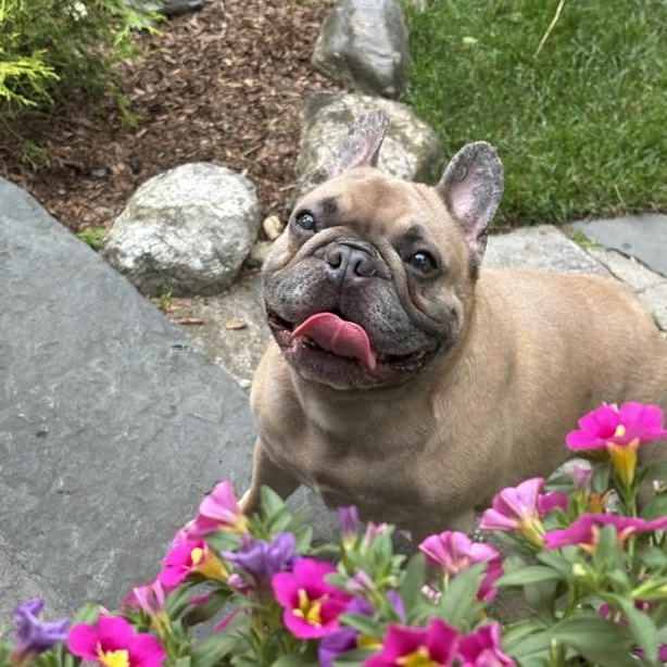 Maisie, a ADOPTABLE French Bulldog in Stamford, CT image 2/6