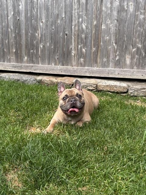 Maisie, a ADOPTABLE French Bulldog in Stamford, CT image 5/6