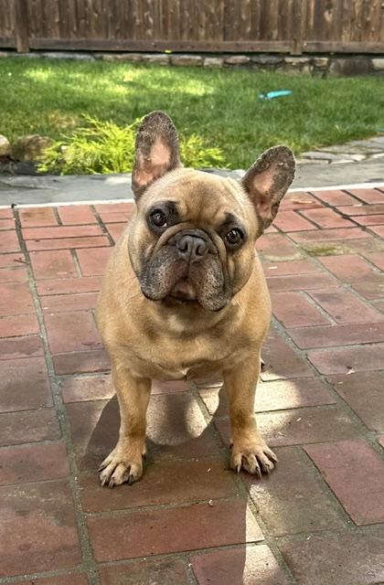 Maisie, a ADOPTABLE French Bulldog in Stamford, CT image 1/6