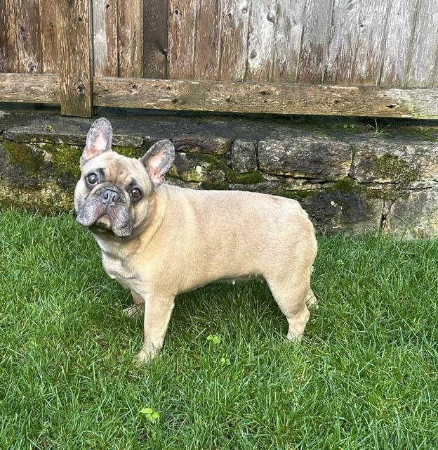 Maisie, a ADOPTABLE French Bulldog in Stamford, CT image 6/6