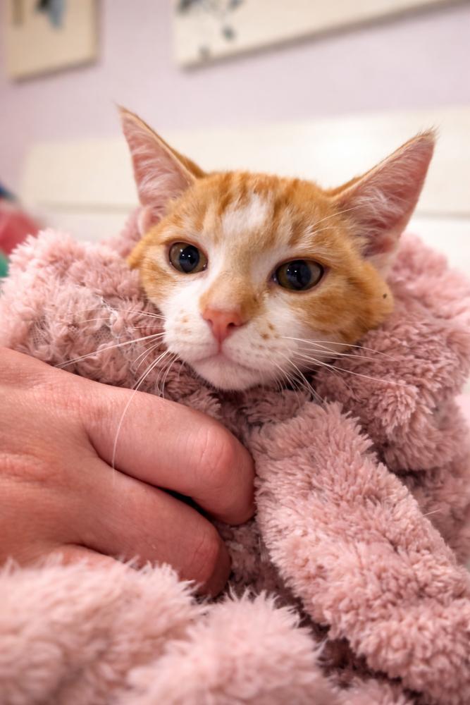 Dreamsicles — thumbnail 2