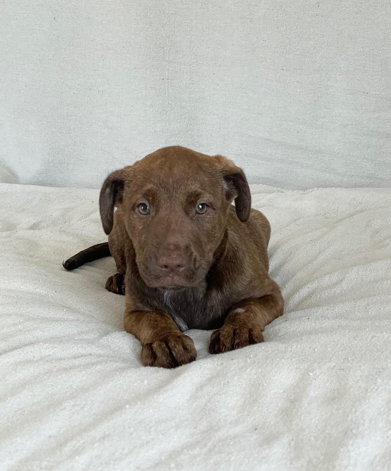 Enlarge cuddly Clovis, a hold mixed breed in West Hartford , CT image 1/5