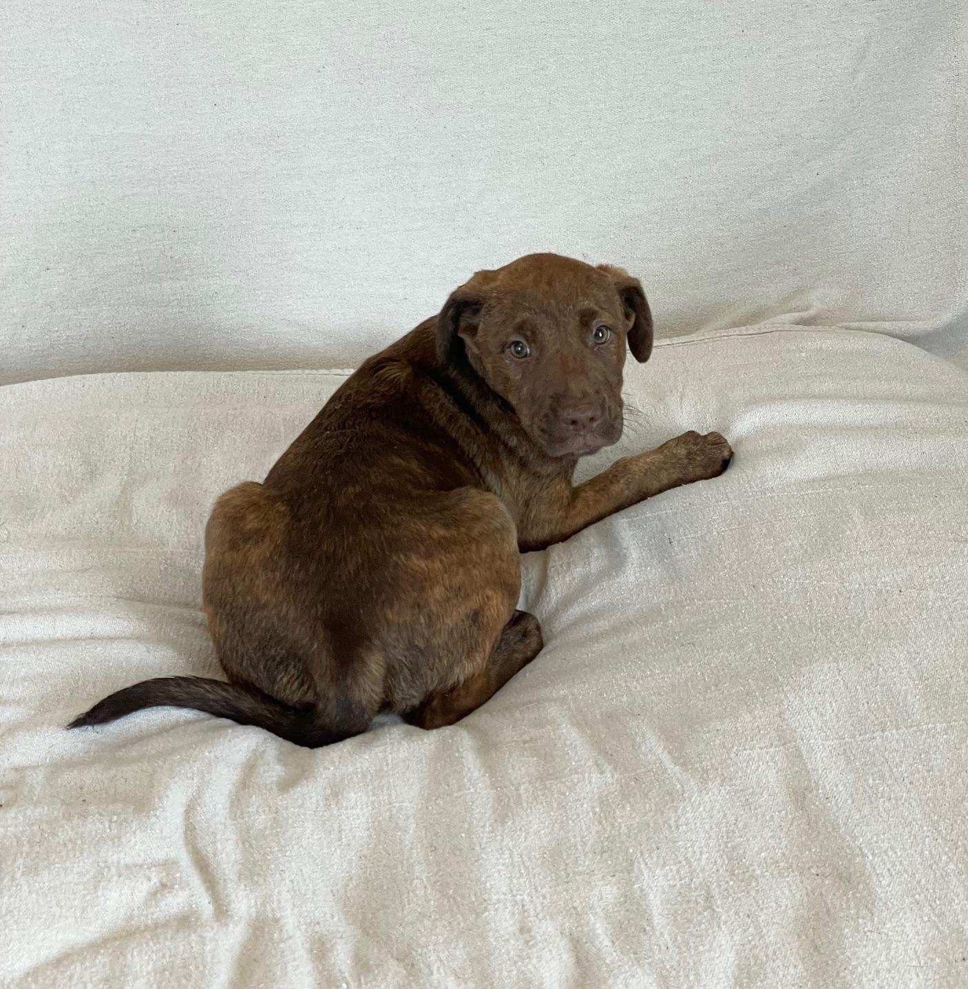 Enlarge cuddly Clovis, a hold mixed breed in West Hartford , CT image 2/5