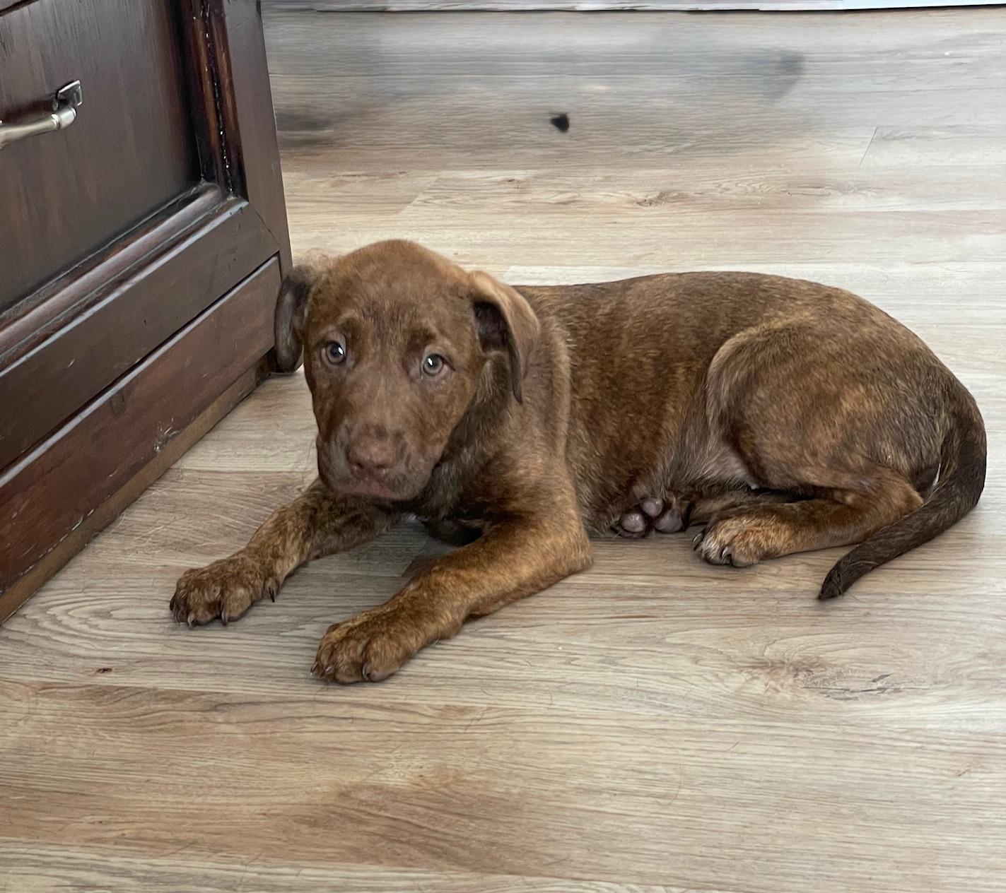 Enlarge cuddly Clovis, a hold mixed breed in West Hartford , CT image 3/5