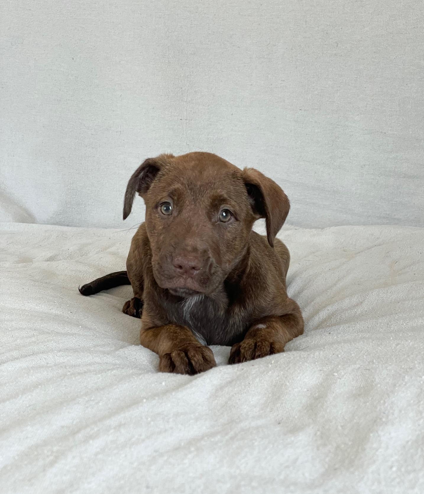 Enlarge cuddly Clovis, a hold mixed breed in West Hartford , CT image 4/5