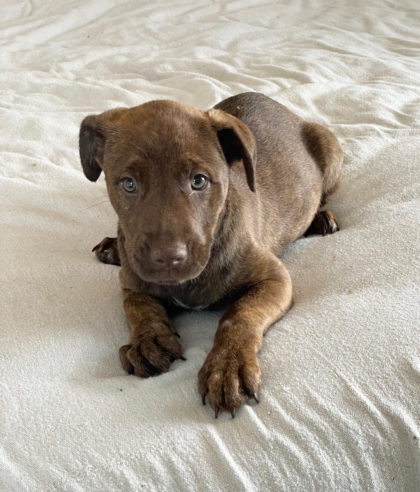 Enlarge cuddly Clovis, a hold mixed breed in West Hartford , CT image 5/5