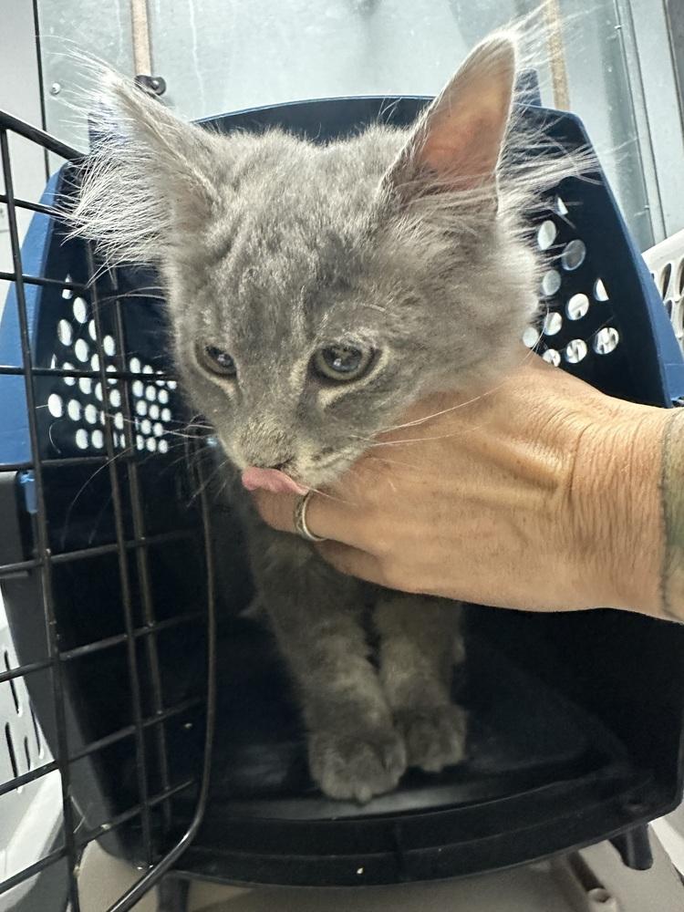 SS - Fuzzy, Adoptable, Kitten Female Tabby & Domestic Short Hair.