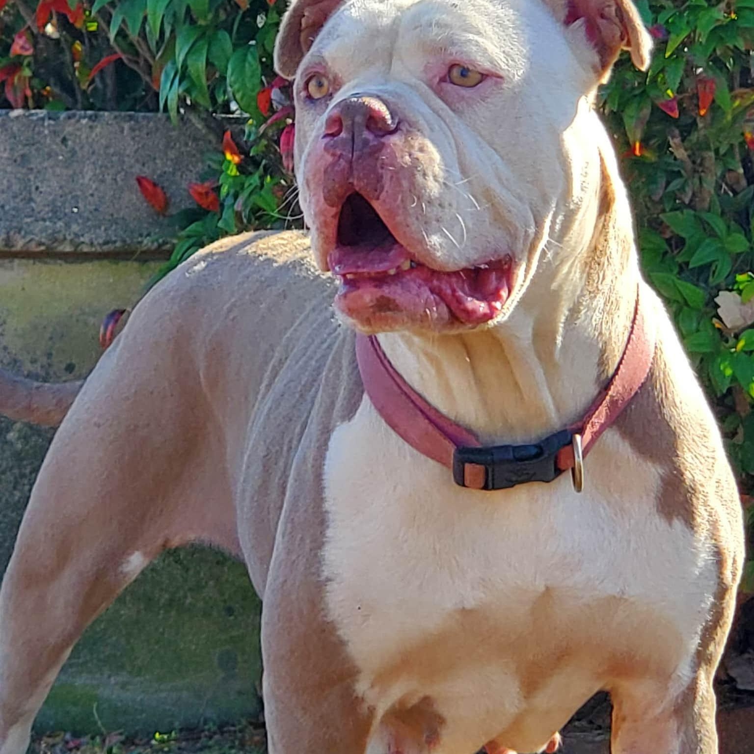 Beasty, a Adoptable American Bulldog in Anderson, SC image 1/3