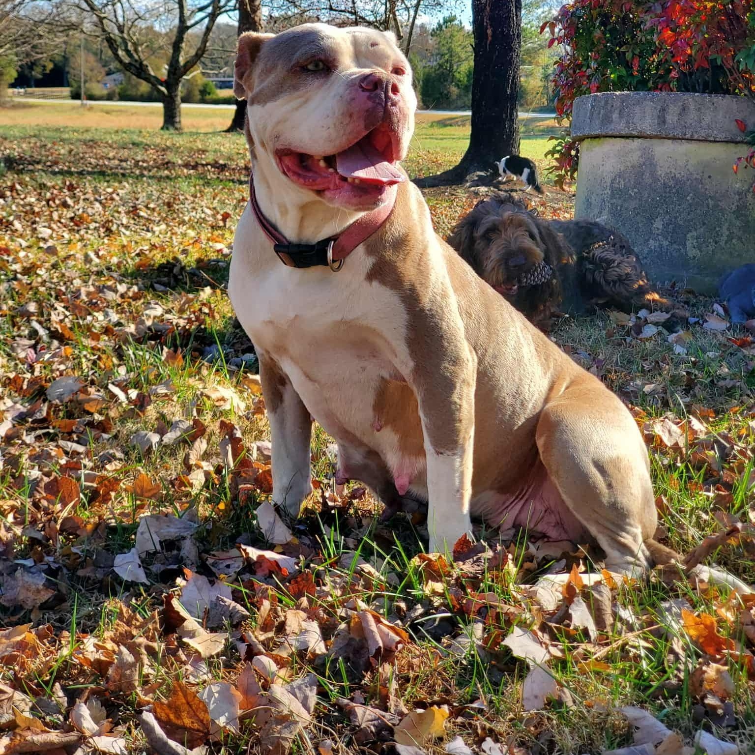 Beasty, a Adoptable American Bulldog in Anderson, SC image 2/3