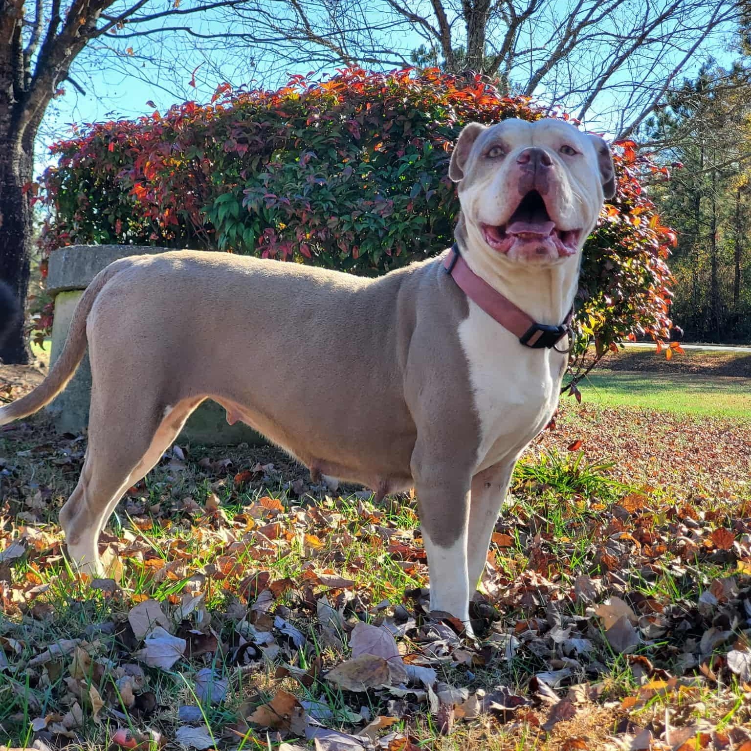 Beasty, a Adoptable American Bulldog in Anderson, SC image 3/3