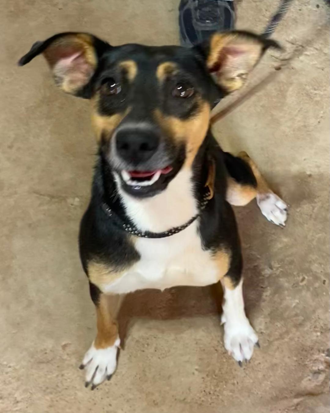 Bubbles, a ADOPTABLE mixed breed in Post, TX image 2/2