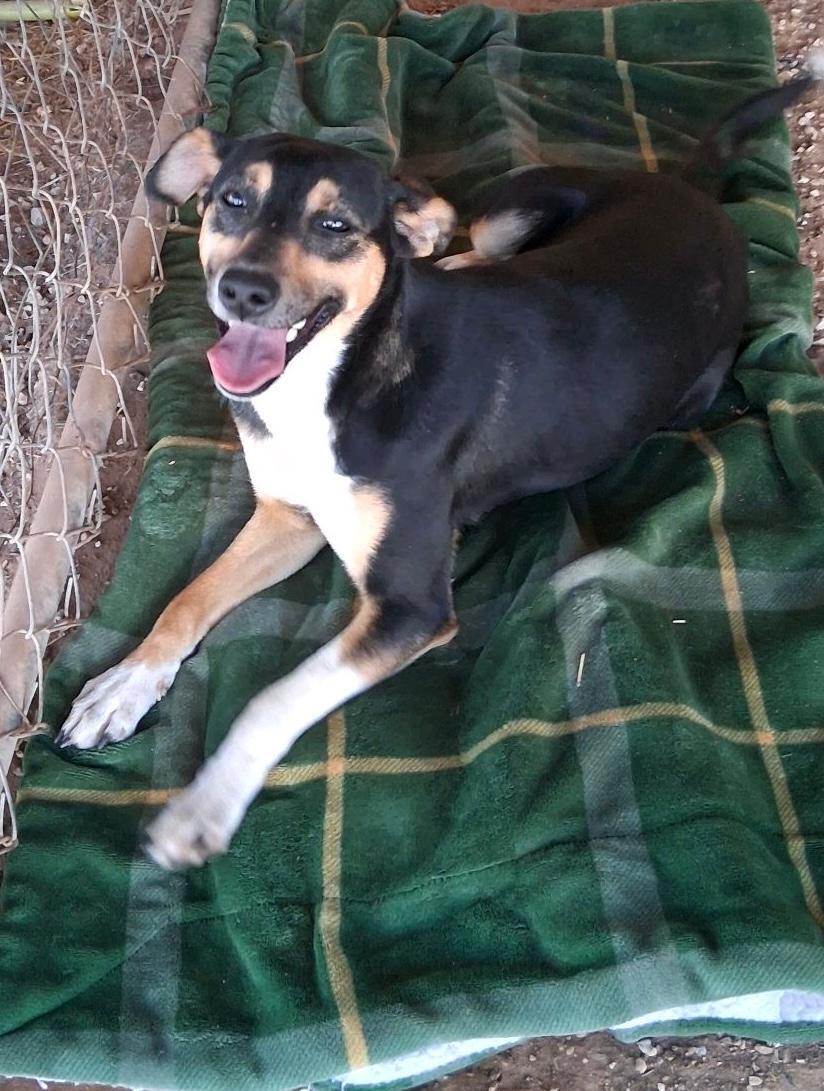 Bubbles, ADOPTABLE, Young Female Terrier.