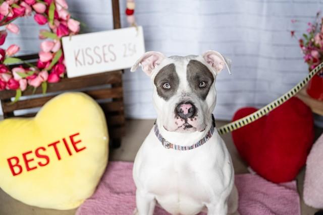 Enlarge VIKING, a Adoptable Pit Bull Terrier in Minneapolis, MN image 1/1