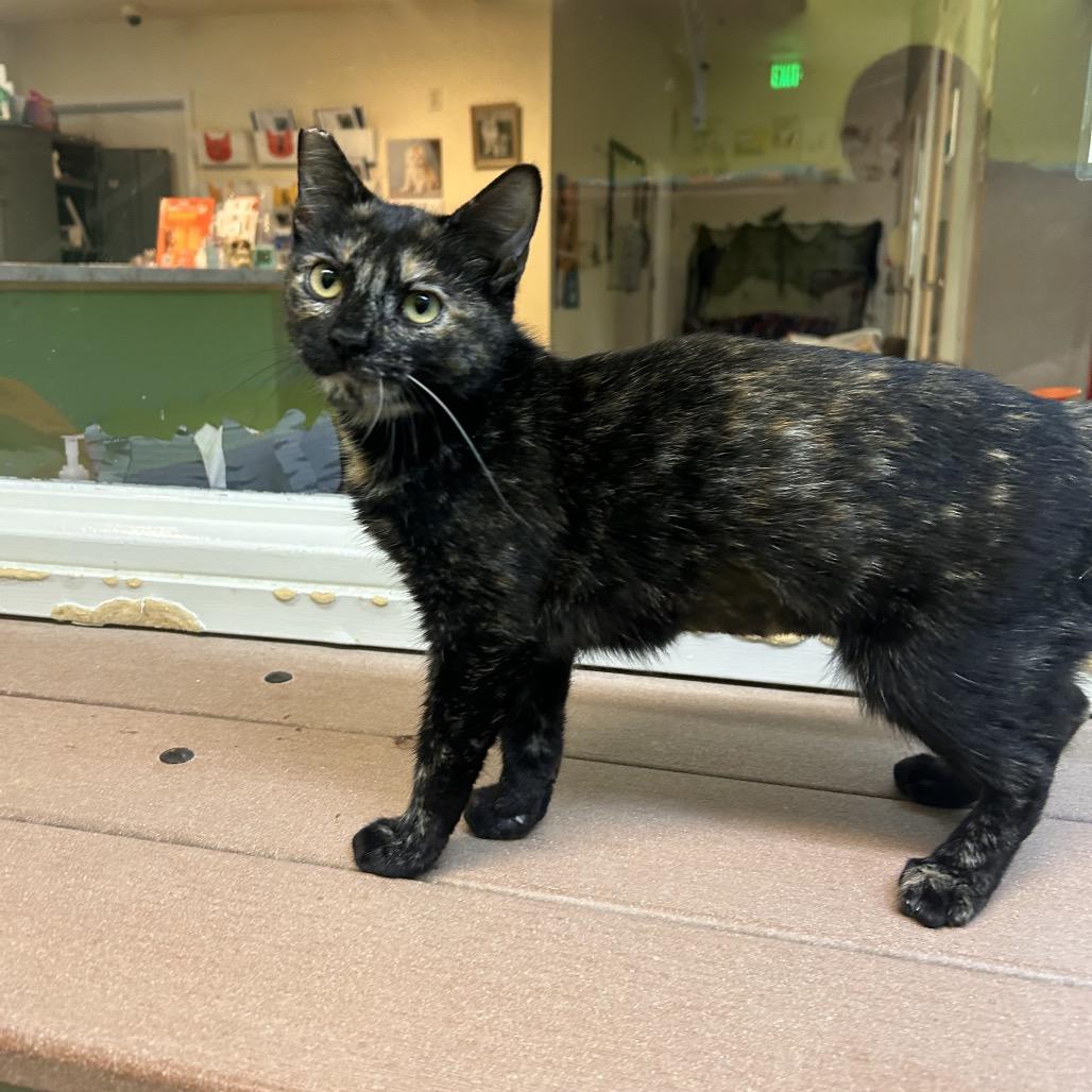Cleopatra, Adoptable, Kitten Female Domestic Short Hair.