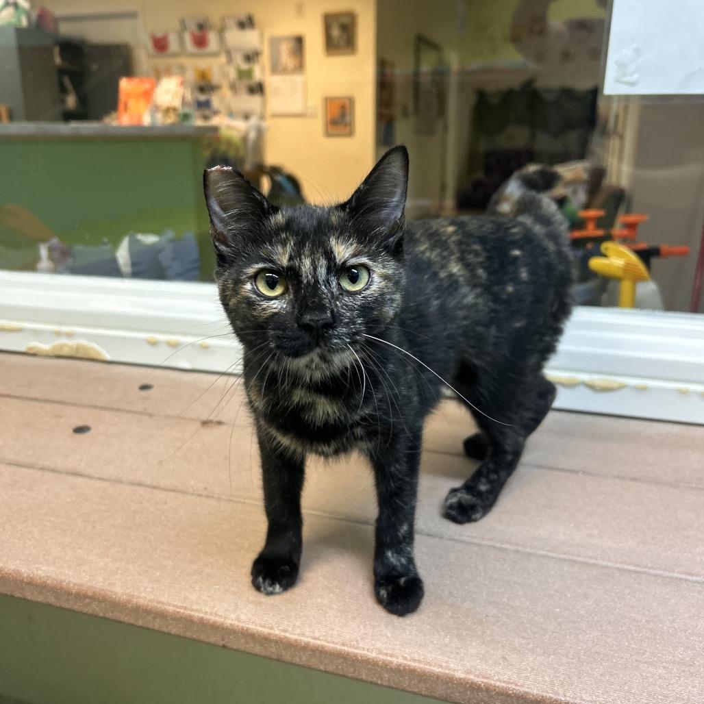 Enlarge Cleopatra, a Adoptable Domestic Short Hair in Fresno, CA image 2/2