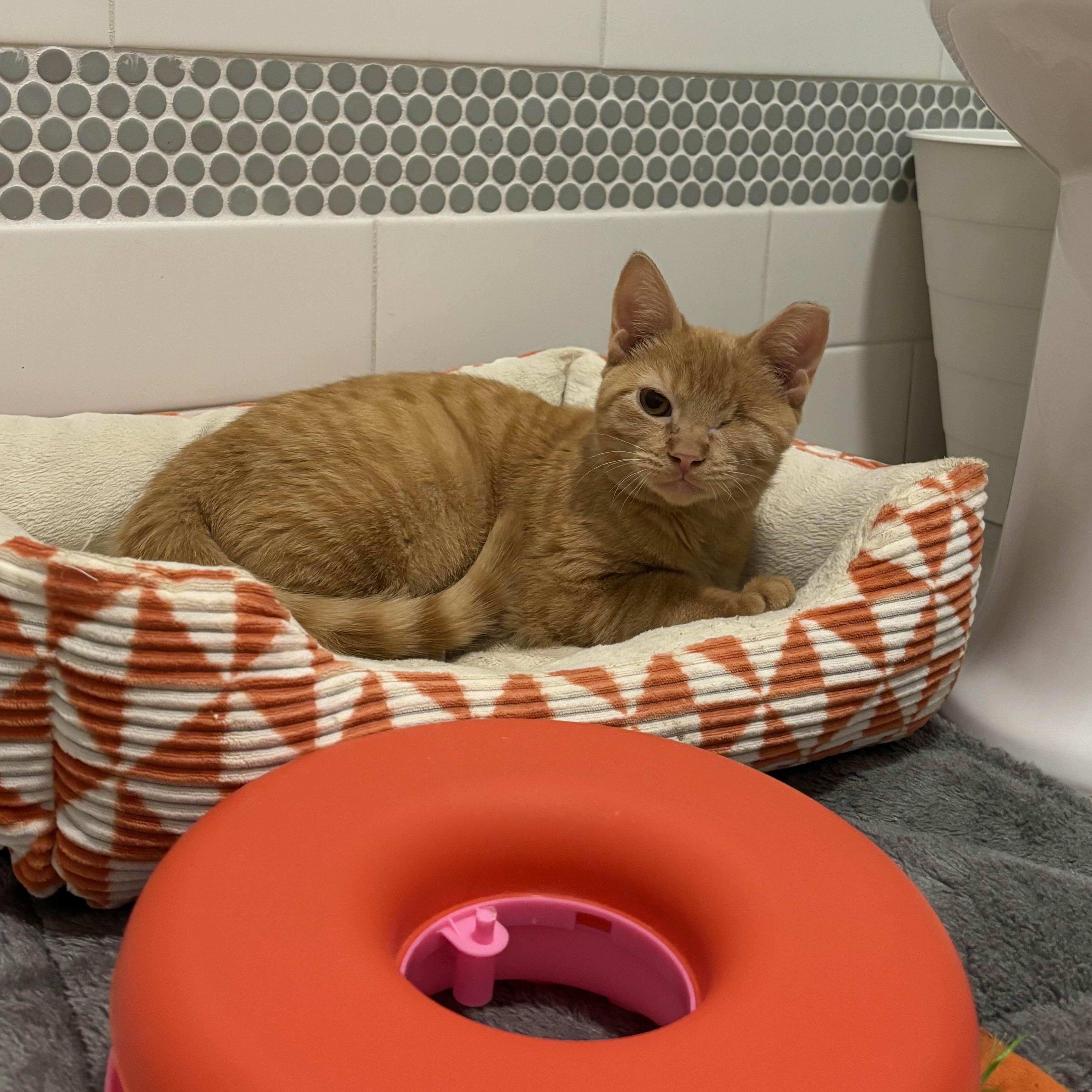 Blondie, adopted, Young Female Domestic Short Hair.